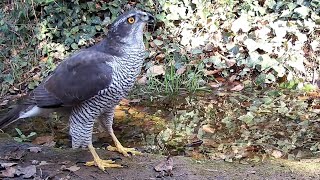 Femella dastor Accipiter gentilis la superdepredadora dels boscos Garrigàs 27012024 [upl. by Good]