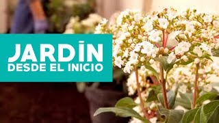 ¿Cómo hacer y planificar un jardín desde el inicio [upl. by Nagam]