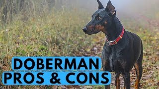 Doberman Pinscher Pros and Cons [upl. by Jak798]