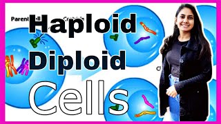 Haploid and Diploid Cells in Hindi  Chromosomes [upl. by Darice]