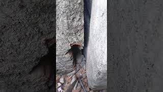 💢சுவற்றில் சிக்கி🤯தவிக்கும் நாய்குட்டி😲Distressed puppy stuck in the wall RescueDogRescueShorts [upl. by Quillan]