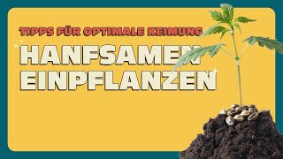 Hanfsamen einpflanzen 🌱 So gelingt der perfekte Start [upl. by Saffier130]