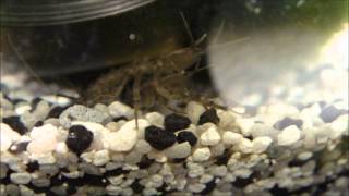 male and female asellus aquaticus  mating waterlouse aquatic sowbug [upl. by Helbona]