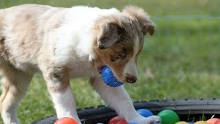 Socializing Puppies to Surfaces and Sounds  clicker dog training [upl. by Juliana952]