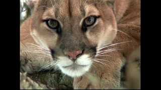 Mountain Lion In Tree [upl. by Sapphera]