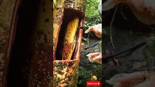 HARVESTING SUPER HUGE HONEYCOMBS IN ANCIENT TREES bee honey nature beekeeper [upl. by Olivann]