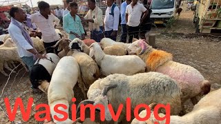 Amingad kids sheep farming information in Amingad market wasimvlog sheep amingadsheepmarket [upl. by Ariak186]