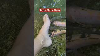 Shivers tasty fish cleaning yummy eating shorts funny explore new nature natural fun [upl. by Aeriela]