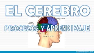 EL CEREBRO PROCESOS DE APRENDIZAJE [upl. by Idoc]