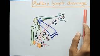 Axillary Lymph Nodes  Anatomy [upl. by Brentt]