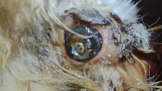 2 Huge Botflies Removed From Poor Dog [upl. by Clovah]