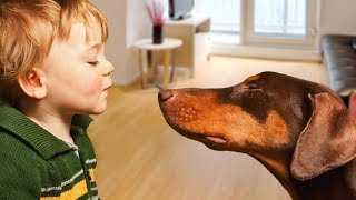 Doberman Protects Baby Compilation [upl. by Edmead436]