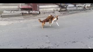 The Shocking Reality of Alpha Dog Fights Viewer Discretion Advised [upl. by Nayar]