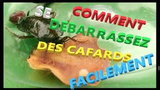 Débarrassez vous des cafards facilement ayez la bonne méthode pour y arriver les conseils dun pro [upl. by Ainadi]