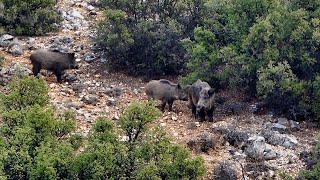 Burdurlu avcılar Yalvaçta domuz avındawildboar domuzavi yabanhayat hunting burdur yalvaç [upl. by Holder437]