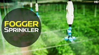 Fogger Irrigation System  Fogger Sprinkler  How Does it Works  Discover Agriculture [upl. by Ihsakat]