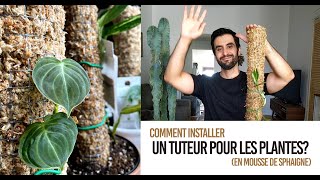 Comment installer un tuteur en mousse de sphaigne  TRÈS FACILE pour nos plantes grimpantes  PT2 [upl. by Aetnuahs]