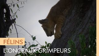 Une lionne montre à ses petits comment grimper aux arbres [upl. by Eihcra]