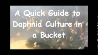 How to culture daphnia outside [upl. by Avot]