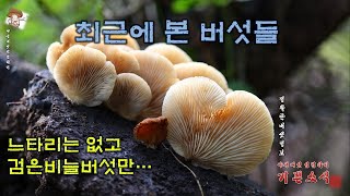 최근에 본 버섯들  갈황색미치광이버섯끈적비단그물버섯금빛송이검은비늘버섯갈색털느타리땅비늘버섯잿빛만가닥버섯콩나물애주름버섯들주발버섯말불버섯황갈색먹물버섯노루털귀버섯 등 [upl. by Olegnaleahcim282]