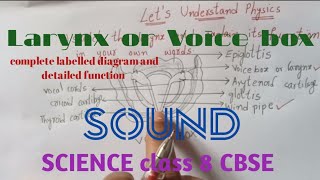 Labelled diagram and function of voice boxScience class 8 CBSE SOUND chapter [upl. by Nonnair]