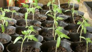 Phototropism in Tomatoes  Timelapse [upl. by Nahum495]