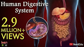 Learn About Human Digestive System  Animation Part 1 iKen  iKen Edu  iKen App [upl. by Duile]