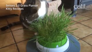 Senses 20 Grass Planter by Catit [upl. by Quill]