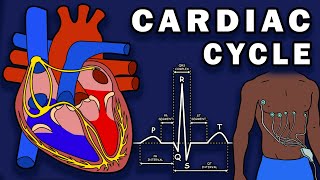 THE CARDIAC CYCLE  Phases Pressure Changes ECGEKG [upl. by Lianne]