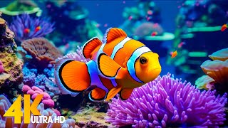 Aquarium 4K VIDEO ULTRA HD 🐠 Beautiful Coral Reef Fish  Relaxing Sleep Meditation Music 28 [upl. by Dichy729]