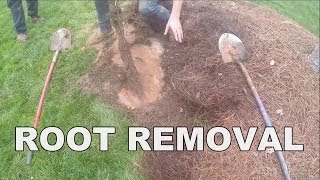 How To Remove Roots from Your Downspout Drain French Drain or Drain Tile by Apple Drains [upl. by Mandler721]