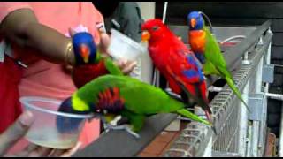 27122010054 Beautiful Parrots at Lory Loft [upl. by Evangelist]