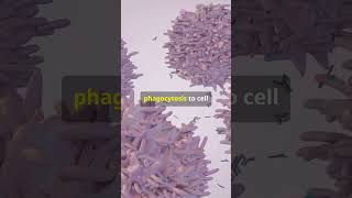 Phagocytosis और Compliment System का अंतर galactosemia facts digestivedisorders inflammation [upl. by Hiltner151]