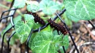 Pipevine Swallowtail Caterpillar [upl. by Ethelyn549]