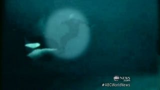 Killer Whale Attacks Trainer Caught on Tape [upl. by Ehttam181]