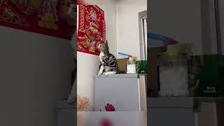 😂 quotGato Divertido Mirando la Pared ¡No Podrás Parar de Reír 🐱🤣 funny [upl. by Sirej]