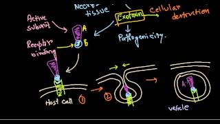 Corynebacterium diptheriae pathogenesis [upl. by Link]