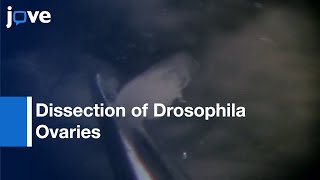 Dissection Drosophila Ovaries l Protocol Preview [upl. by Lertram244]