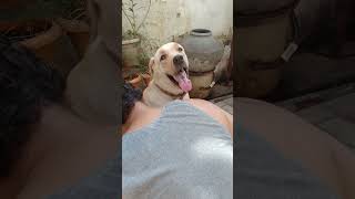 सब देख रहे हैं।🐶dogytviralytshortsloveLabra136 labraworldchintutvfunnydoglover [upl. by Mitchael]