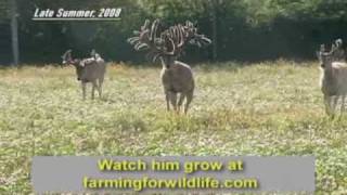 World Record Buck Largest Whitetail EVER [upl. by Jeffery]