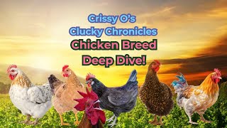 From Hens to Roosters A Chicken Breeds Deep Dive raisingchickens backyardchickens chicken [upl. by Animlehliw387]