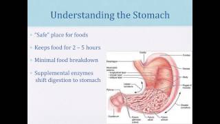 The Role of Enzymes in Autism Gut Issues and Food Intolerances 2013 [upl. by Steffie]