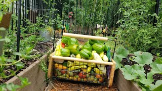 Harvest Peppers Tomatoes amp Cucumbers w Me  Topping Tomato Plants [upl. by Pero]