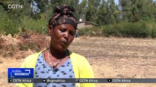 Ethiopias small scale farmers turn to microfinance institutions [upl. by Fennell]