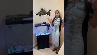 Aquarium Mai Dali New Fishes  🤩 minivlog sanjhalikavlog aquarium fishes [upl. by Zoie]