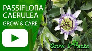 Passiflora caerulea  grow amp care Bluecrown Passionflower [upl. by Brosine]