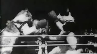 The First Cat Video Ever Made  The Boxing Cats 1894 [upl. by Leak]