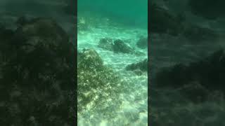 Snorkelling in Cebu [upl. by Scherle]