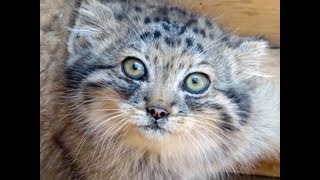 wildcatzooorg Pallas cat kittens at 8 to 9 weeks old [upl. by Werby]