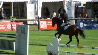 ♂ Putch des Isles jumping stallion SF by Diamant de Semilly [upl. by Kev]